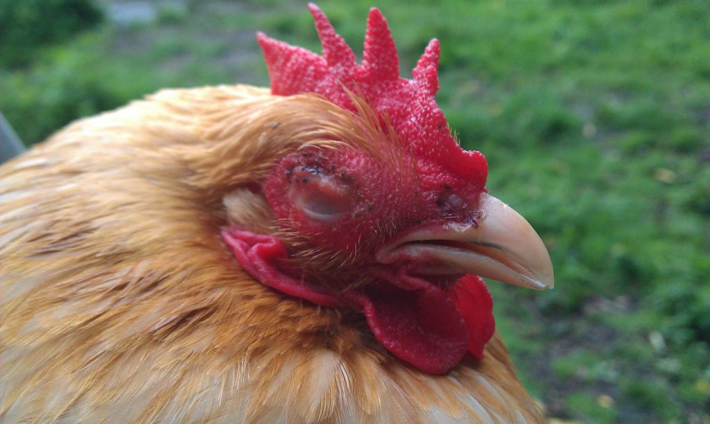 NEWcastle Disease
